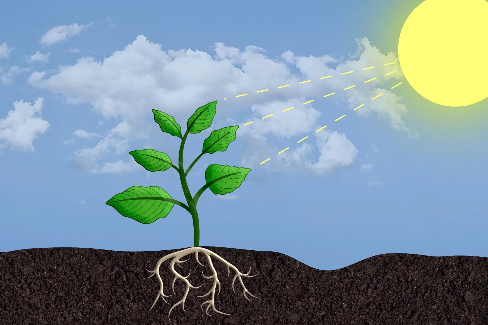 28 Fakty O Fotosynteza