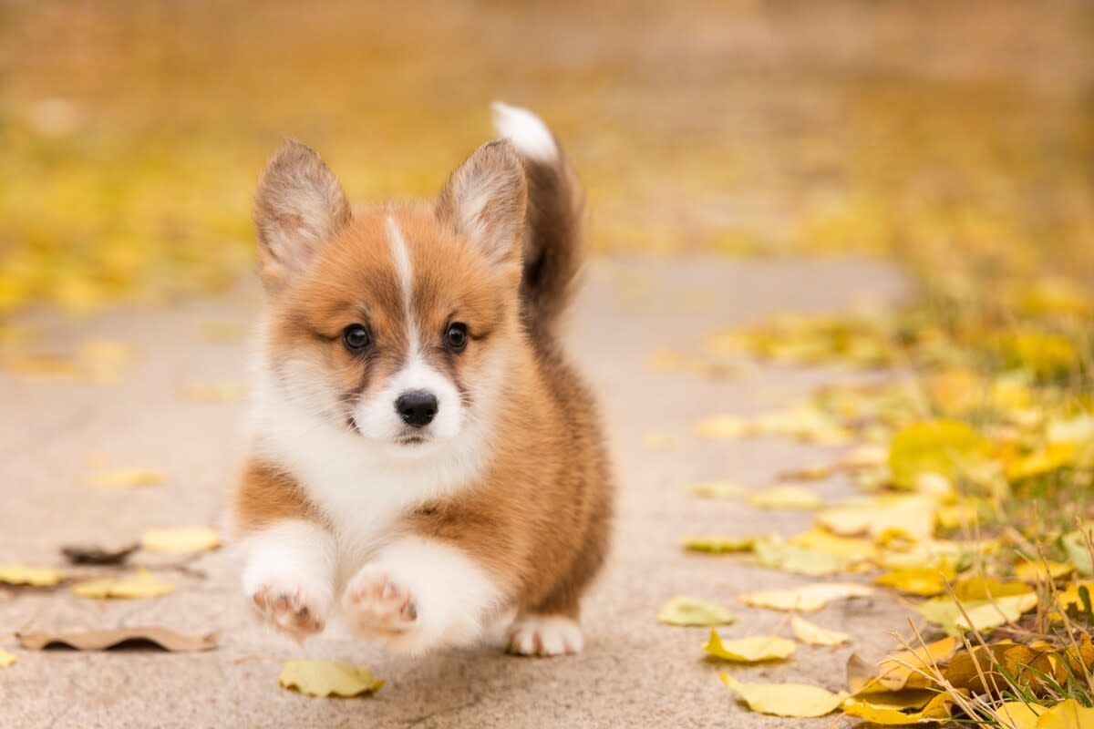 34 Fakty O Corgi