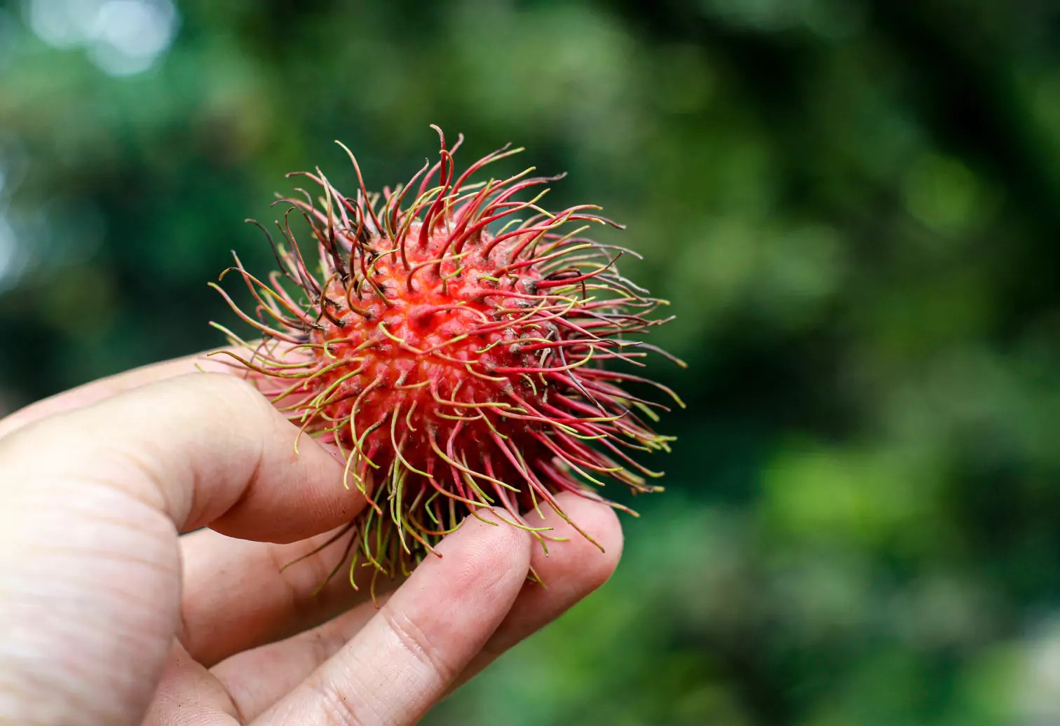 37 Fakty O Rambutan