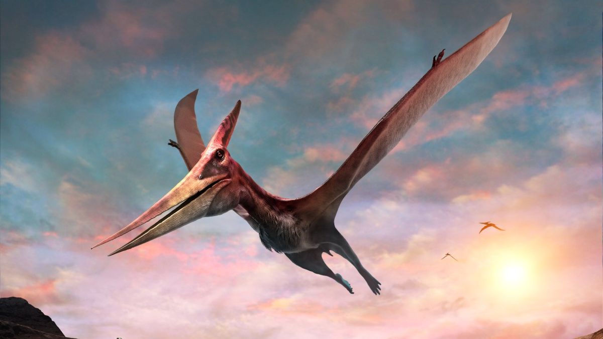 38 Fakty O Pterodaktyl